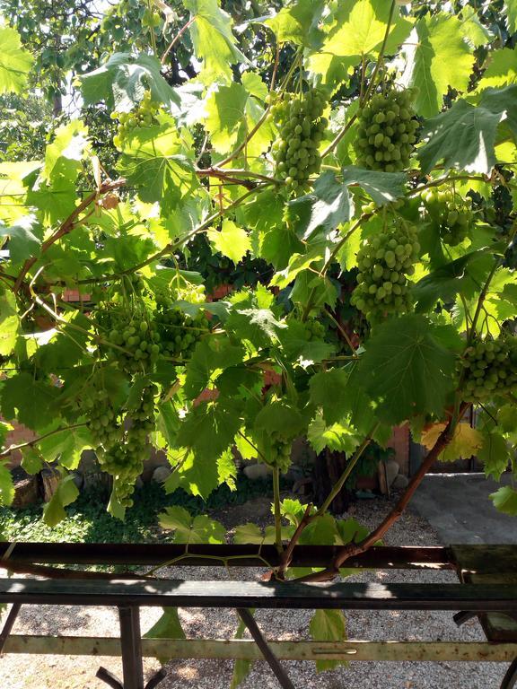 Green House Kachretʼi Esterno foto