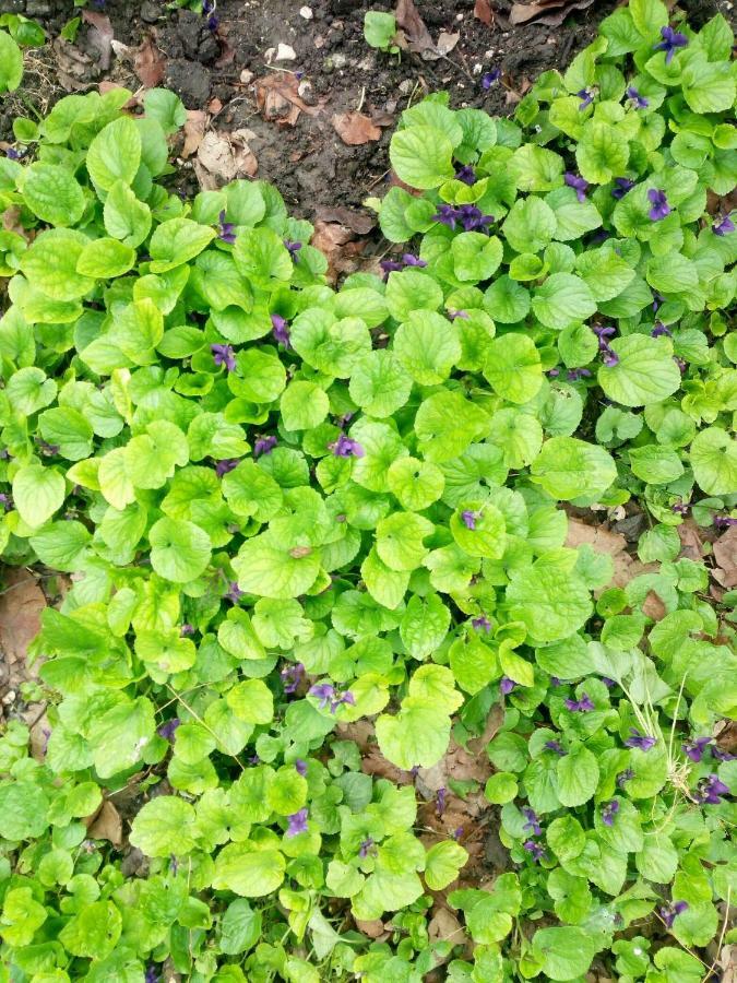 Green House Kachretʼi Esterno foto